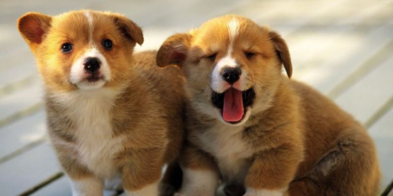 Mơ Thấy Chó Đánh Con Gì? Đi Tìm Các Đáp Án Chính Xác Nhất 1 Chiêm bao thấy cún con là một điềm lành